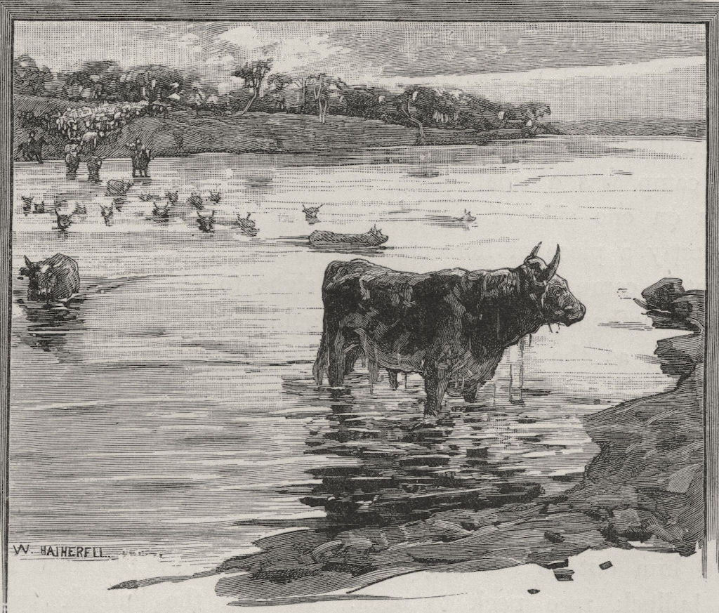 Crossing The Warrego. Queensland. Australia 1890 old antique print picture